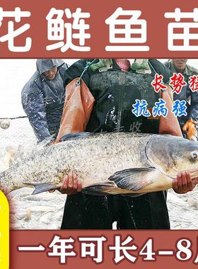 红鲤鱼苗淡水培殖兴国荷包红鲤鱼淡水培殖草鱼苗鲫鱼罗非鱼苗包活