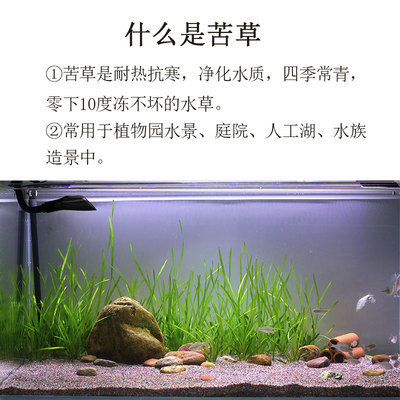苦草水草扁担草龙须草河道净化小龙虾蟹鱼缸造景养殖净化淡水植物