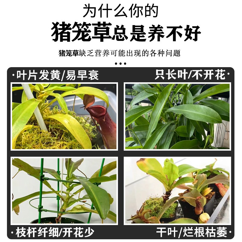 猪笼草专用肥水罐植物肥料猴水瓶营养液猴子埕有机肥猪仔笼雷公壶