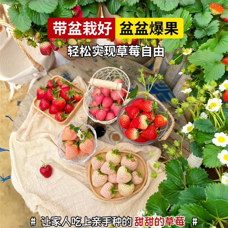 草莓苗新苗盆栽四季结果奶油红颜秋冬季耐寒种植带盆带土草莓苗秧