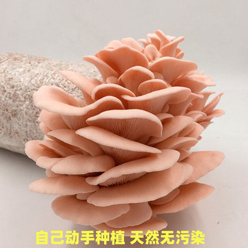 平菇室内盆栽可食用蘑菇菌包菌种菌菇包种植家庭多肉阳台种植专用