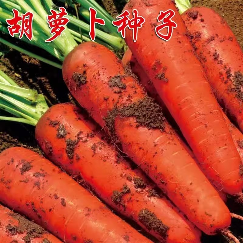 红胡萝卜种子高产农家甜樱