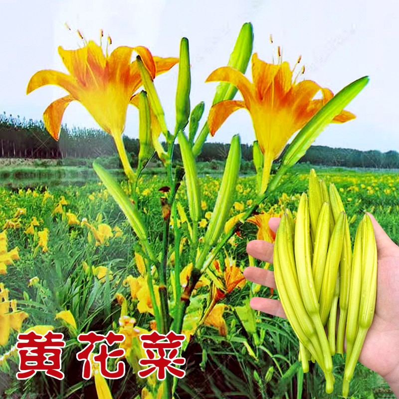 黄花菜种子种籽特色野菜种籽金针菜菜籽食用黄花菜根苗种籽多年生_虎窝淘