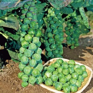 抱子甘藍種子孢子甘藍苗蔬菜種籽紫子持小包菜卷心菜包心菜孑菜種