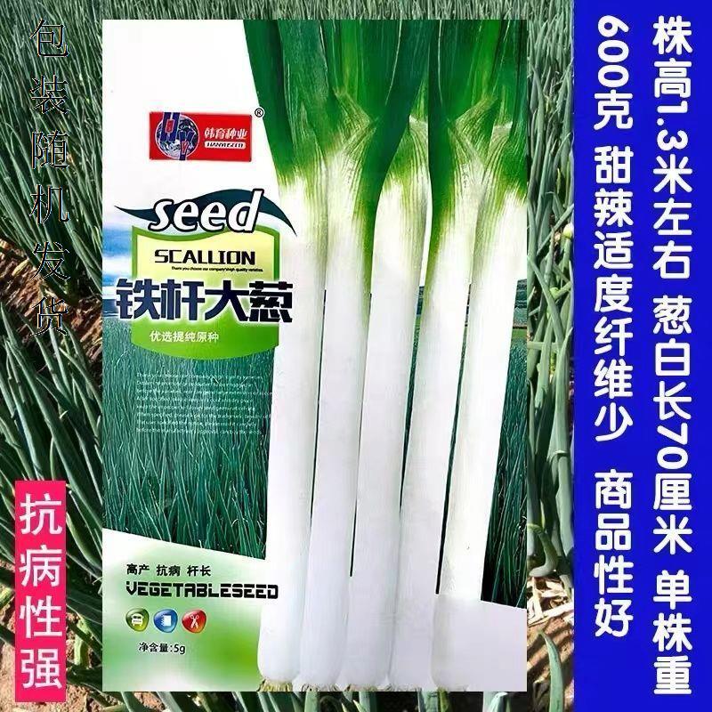 山东大葱章丘铁杆种子高产