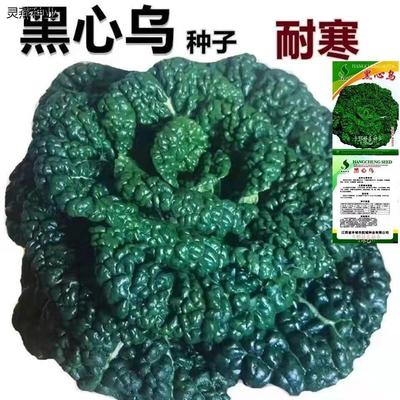 黑心乌塌菜种子春秋冬季白