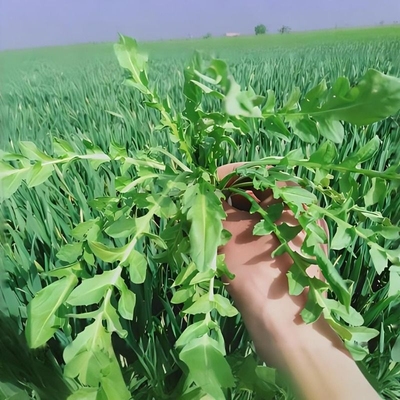 纯野生荠菜种子大叶四季播