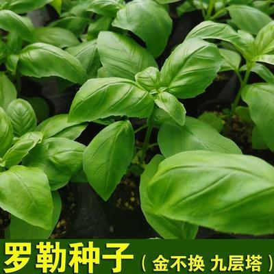 罗勒种子九层塔金不换大叶