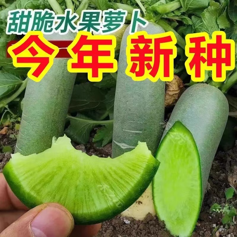 天津沙窝水果萝卜种子籽潍