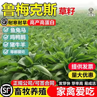 进口多年生鲁梅克斯种子俄罗斯饲料菜高产型牧草种籽猪牛羊鸡鸭鹅