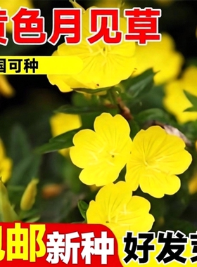 黄色月见草种子四季播开花易活多年生待宵草花种籽庭院阳台盆栽苗
