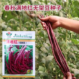 春秋满地红无架豆角种子蔬菜豇豆红豆角种籽阳台盆栽家庭田园高产