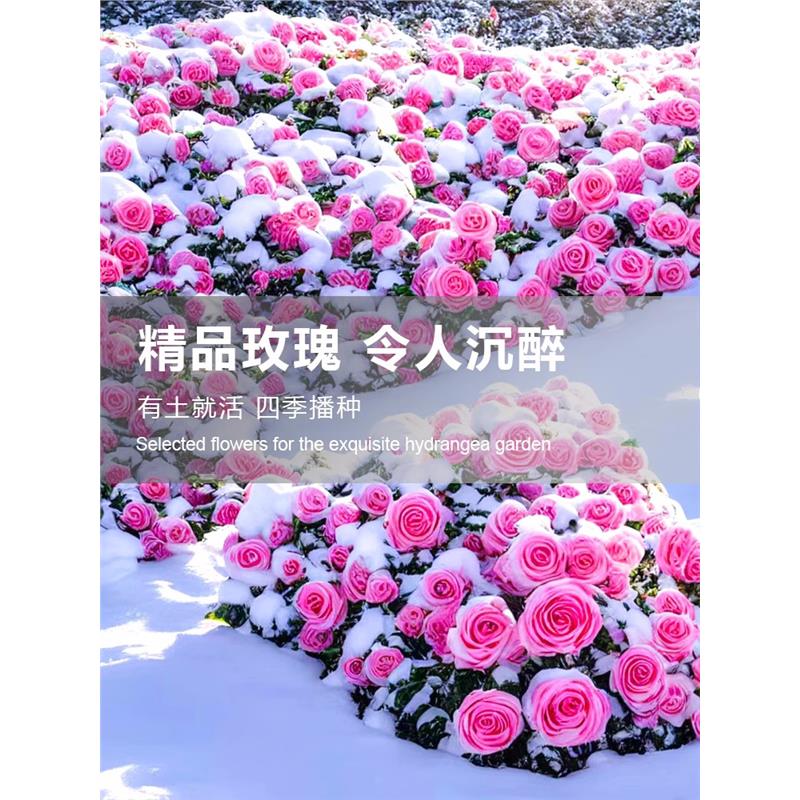 玫瑰花种籽子四季开盆栽卉