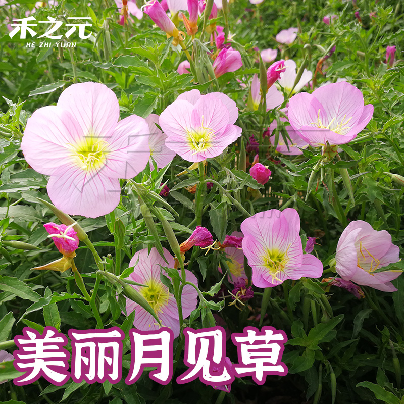 美丽月见草种子粉花多年生