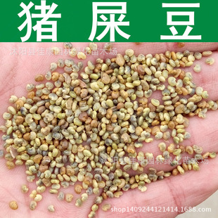 猪屎豆种子多年生护坡固土灌木草籽生态修复工程绿化种籽耐盐碱草