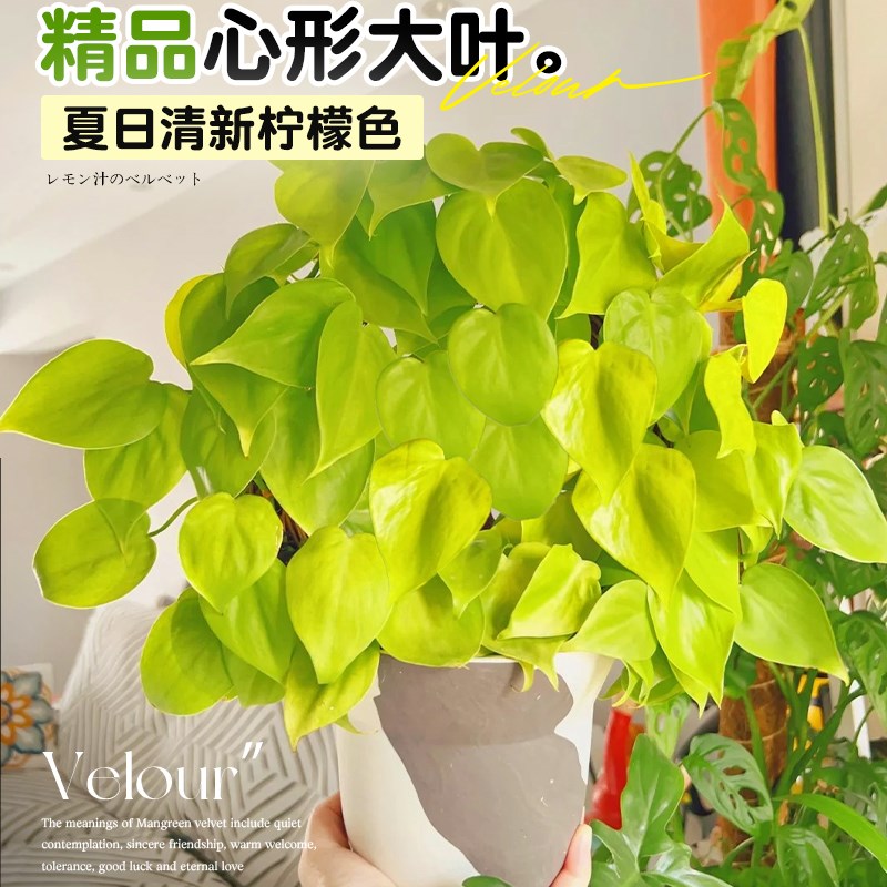 现货速发柠檬汁蔓绿绒植物印第安羽毛盆栽爬藤垂吊室内桌面绿植四