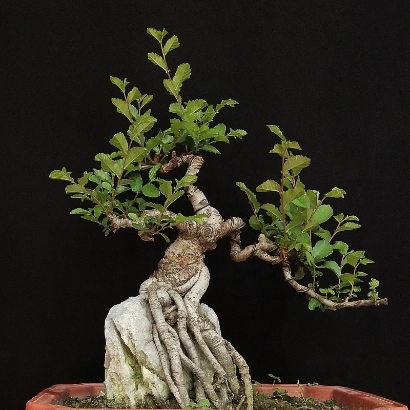 榆树盆景微型h盆栽绿植小叶榔榆熟桩老桩小叶榆 基地种植发货