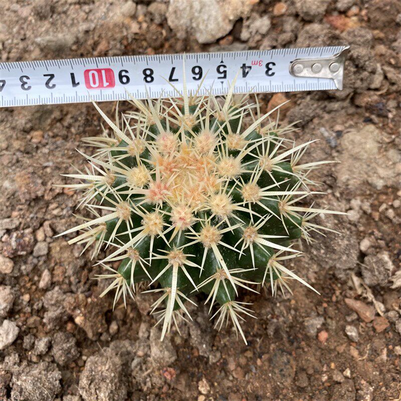 实生中心b红刺金虎仙人球植物原产墨西哥中部干燥炎热热带沙漠地