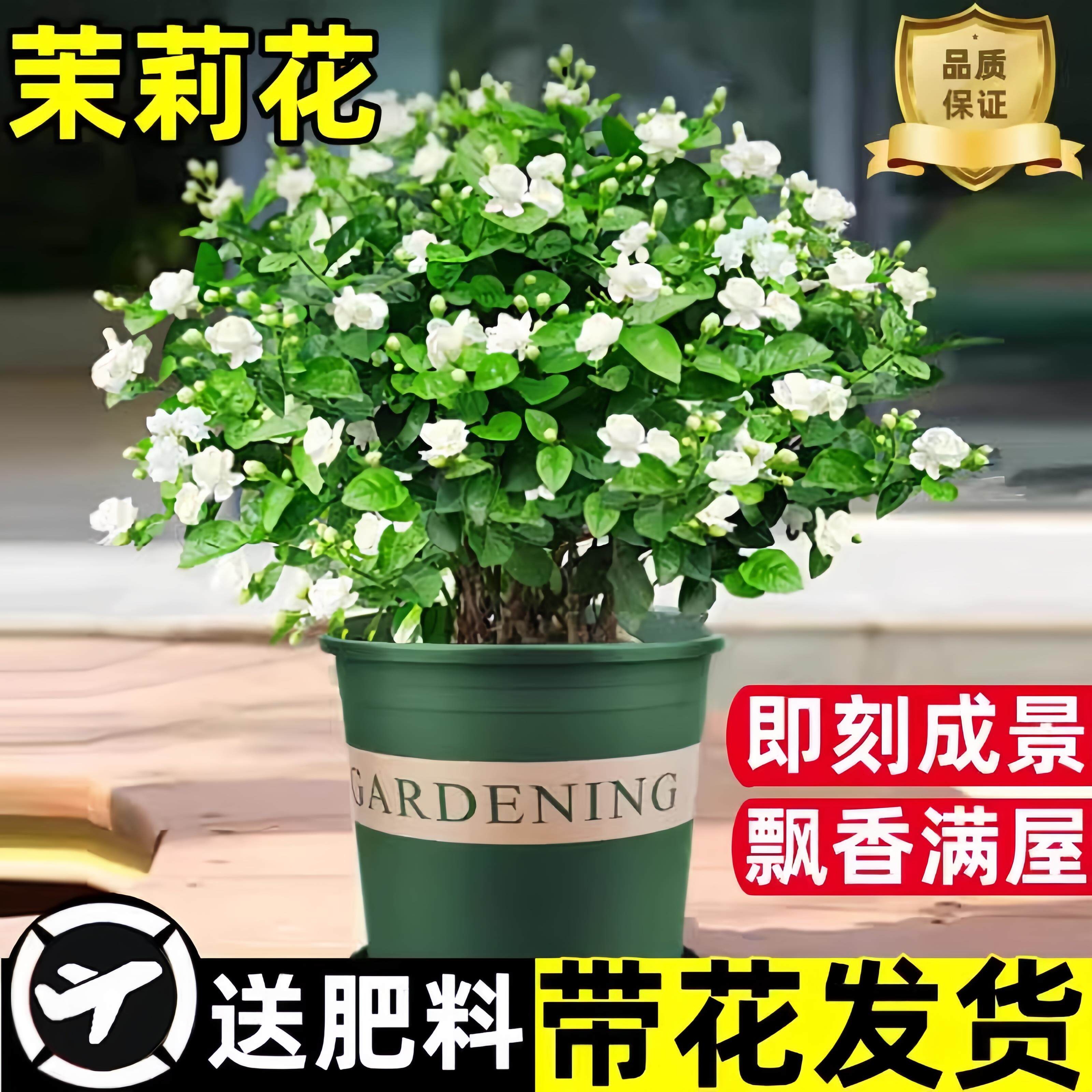 茉莉花苗盆栽带花苞九里香老桩驱蚊水培栀子花卉绿植物室内四季开