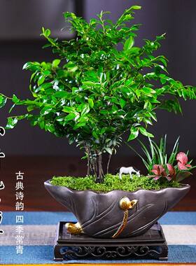 小叶紫檀黑骨茶盆景植物老桩盆栽办公室内花卉绿植好养活四季常青