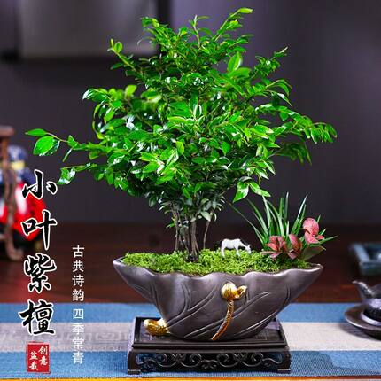 小叶紫檀黑骨茶盆景植物老桩盆栽办公室内花卉绿植好养活四季常青