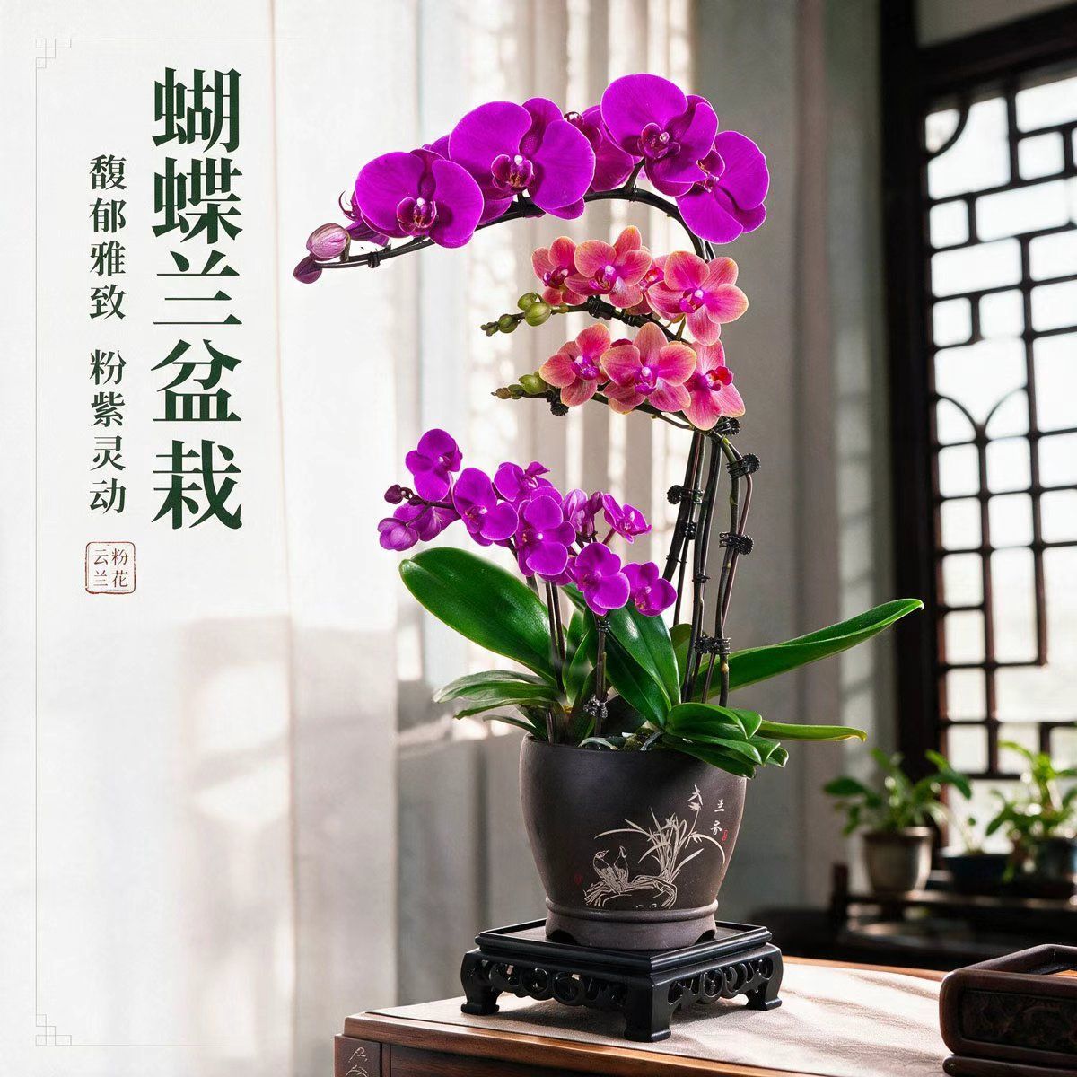 大辣椒金缕衣满天红蝴蝶兰盆景桌面四季常青植物盆栽室内花卉绿植