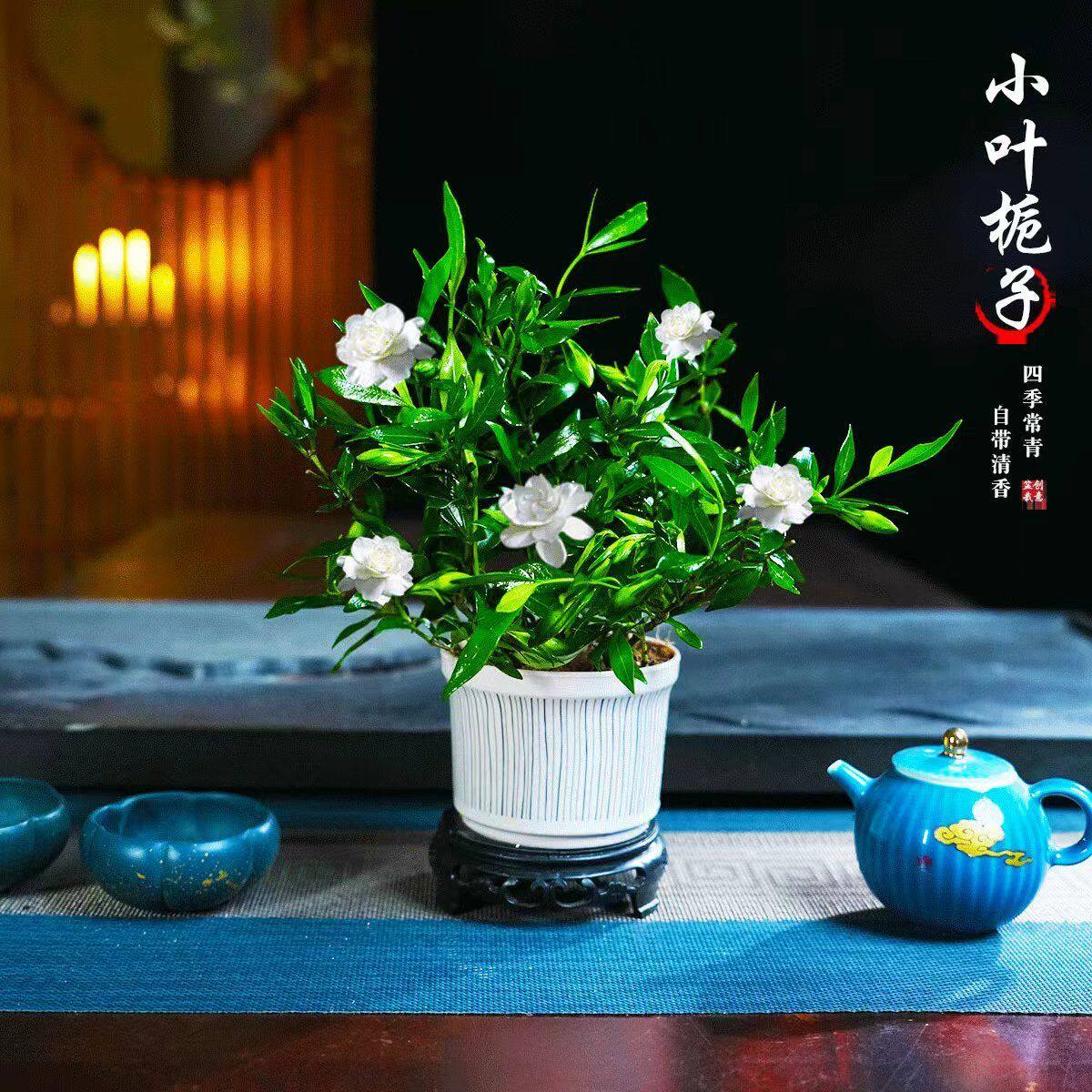 小叶栀子花四季盆栽植物室内好养办公室桌面带盆景开花绿植