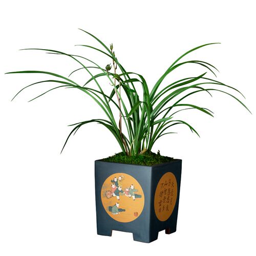细大叶桂林牡丹兰花浓香花卉盆景盆D栽土绿植兰带草植物花苞名贵