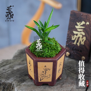 翁源兰花袖珍小兰草建兰九仙w荷蝶开花高荷瓣花兰草小盆景送礼绿