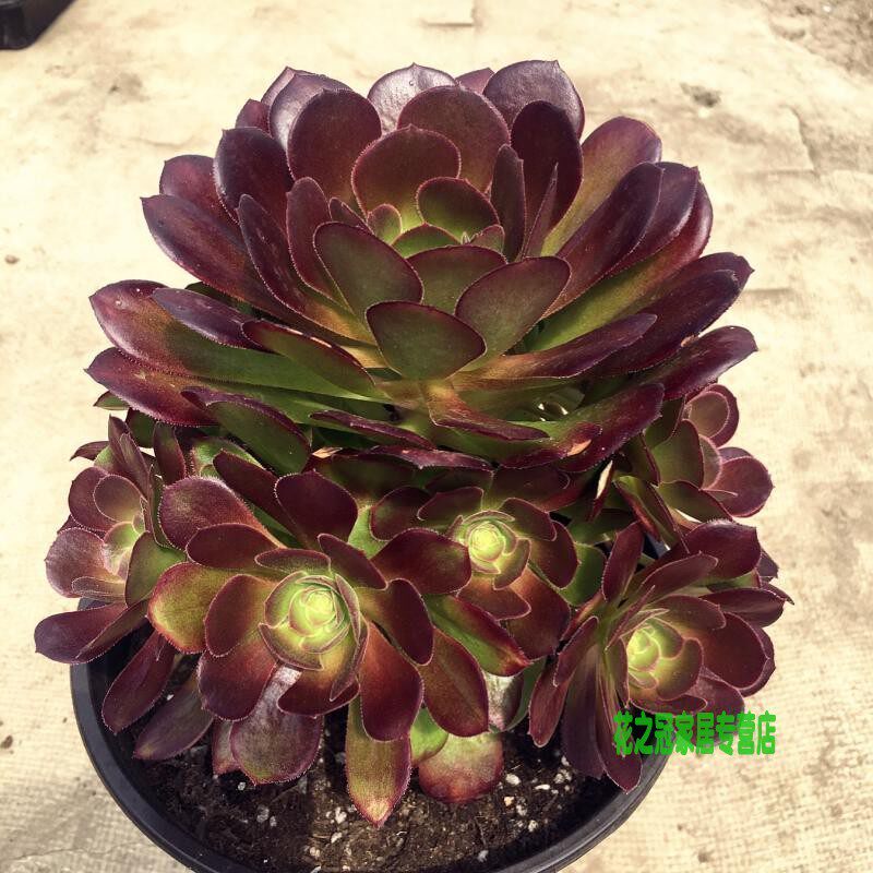 荷兰圆叶玫瑰法师m老桩捧花多头老桩圆叶法师多肉植物实拍