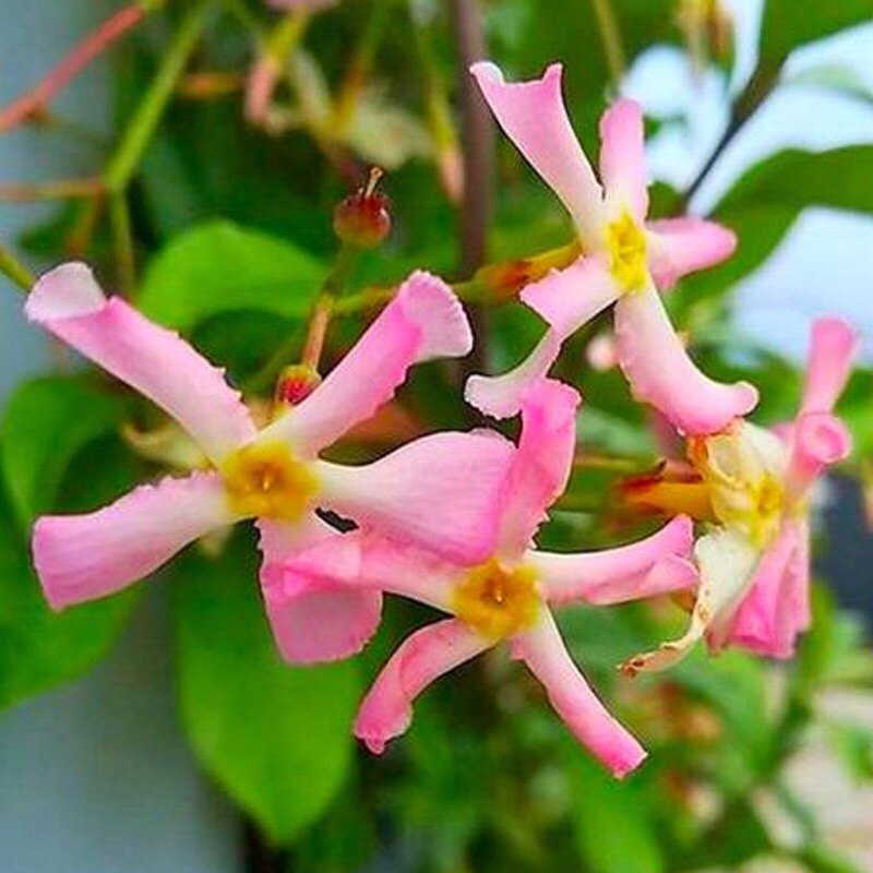 风车茉莉a爬藤植物大苗络石藤本四季浓香花卉盆栽植物,鲜花速递/花卉仿真/绿植园艺,绣球/木绣球/木本植物,淘宝优惠券,粉丝福利购,淘宝优惠卷