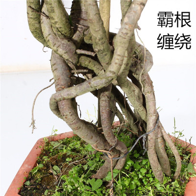 靓爆超高根榆树盆景临水式盘根造型老桩客厅茶室R办公室绿植物盆