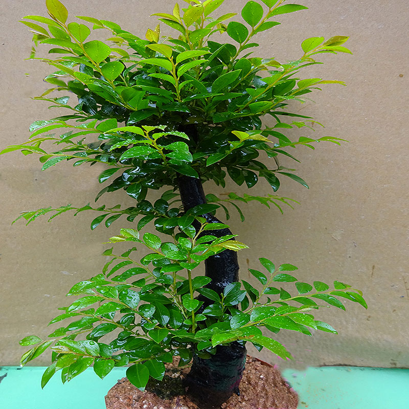 小叶紫檀盆景独桩老桩阳台客厅盆栽 办公室L桌面 绿植室内 小绿植