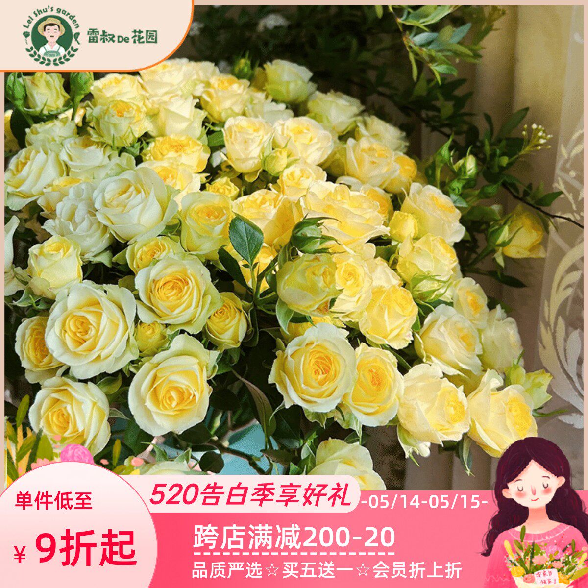 雷叔家黄鹂鸟灌木月季花s苗带盆栽好四季开花暖黄色阳台庭院观赏