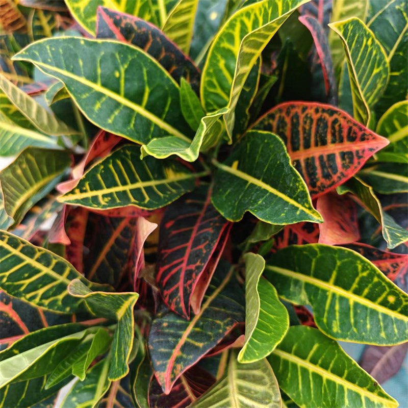 变叶木 七彩变色绿植 阳台庭院D盆栽变色木喜阳花镜绿化植物
