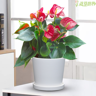 红掌盆栽花烛火鹤花p四季常开观花植物多年生室内花卉盆景