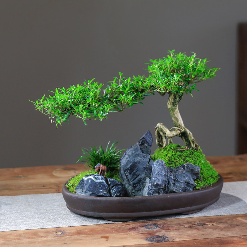 六月雪造型盆景花卉阳台庭院v老桩植物室内创意附石盆栽假山微景,鲜花速递/花卉仿真/绿植园艺,造型盆景,淘宝优惠券,粉丝福利购,淘宝优惠卷