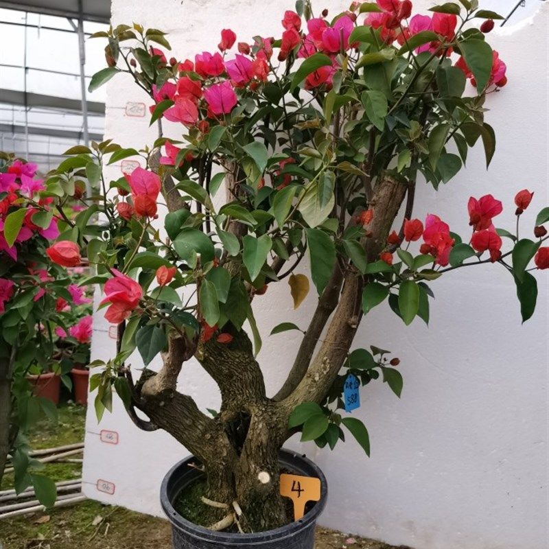 勒杜鹃--同安红小桩头三角y梅四季开花本店满48元自动包邮,鲜花速递/花卉仿真/绿植园艺,造型盆景,淘宝优惠券,粉丝福利购,淘宝优惠卷