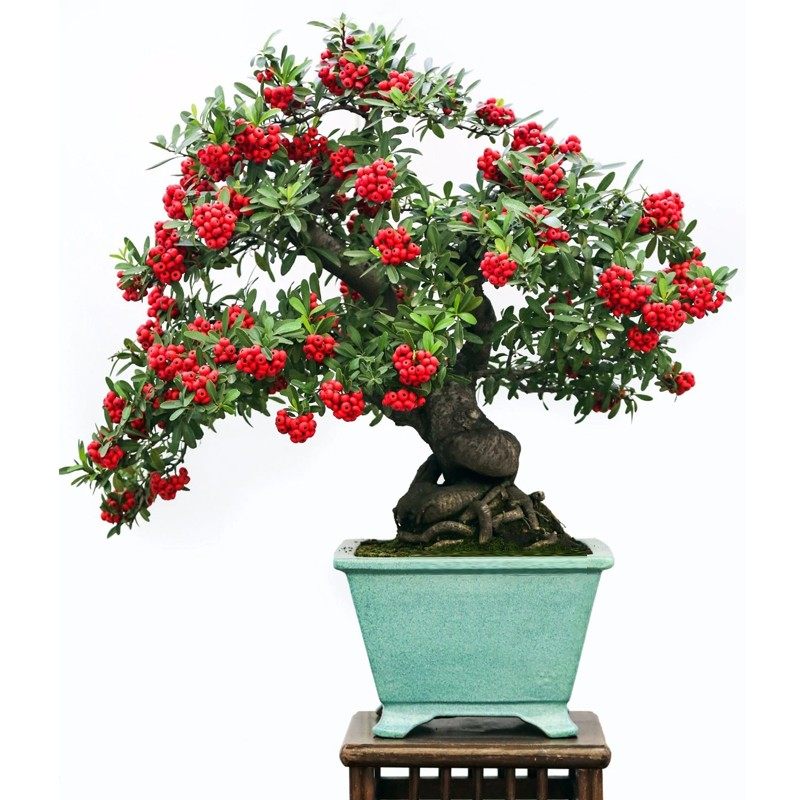 火棘盆景火棘盆栽满堂红造型老桩室内客厅K阳台外花卉绿植观果植,家居饰品,装饰摆件,淘宝优惠券,粉丝福利购,淘宝优惠卷