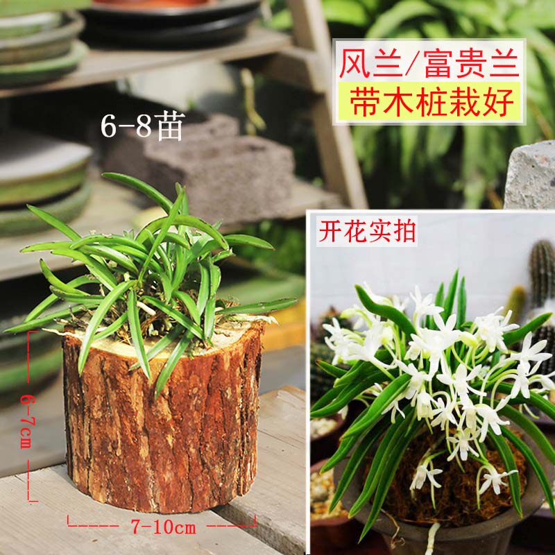 江西风兰丽水香花大苗富贵兰y雨林缸室内盆栽矮种兰花附生兰浓香
