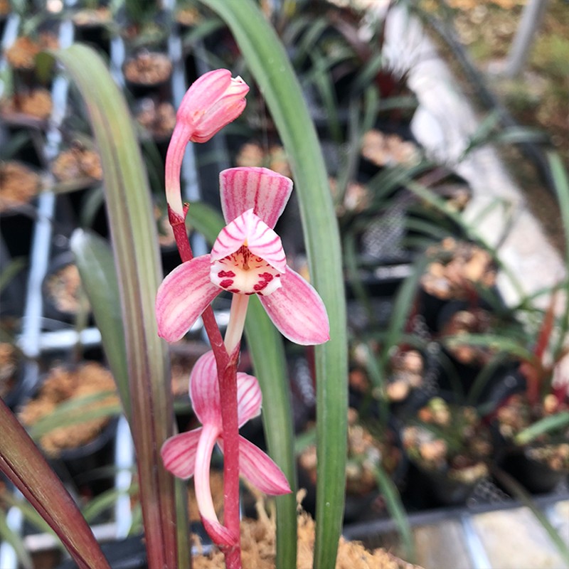 兰花苗 红草红荷 建兰四季兰浓香兰H花夏季带花苞绿植物花卉盆栽