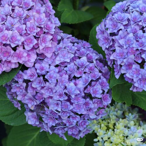 绣球大花c太阳神x殿鲜花地栽盆栽园艺
