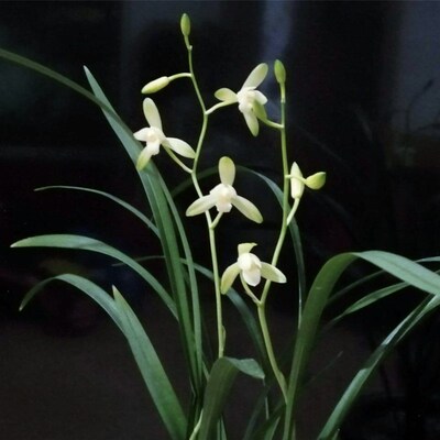 带花苞翠衣仙子 细叶纤纤s高花 香气清甜又名小宫粉四季兰建兰盆