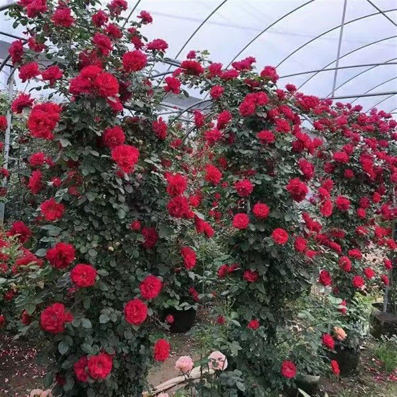 藤本月季大花浓香四季开花蔷薇花A苗爬藤攀援植物庭院阳台花墙拱,鲜花速递/花卉仿真/绿植园艺,月季/蔷薇/玫瑰,淘宝优惠券,粉丝福利购,淘宝优惠卷