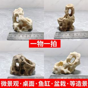 吴定石景观上水石吸水石盆菖蒲附石捕虫堇盆景定植观赏摆件石雕