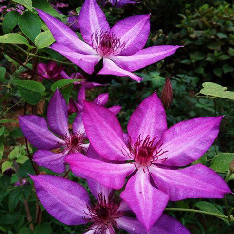 F系四季重瓣铁线莲爬藤植物花苗带花庭院花卉盆栽地栽观花植物