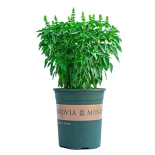 九层塔盆栽可食用植物罗勒叶金不换迷迭香料室内阳台绿植紫苏薄荷