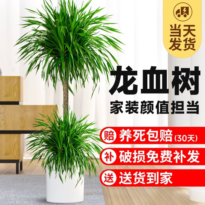 龙血树盆栽绿植室内大型客厅大盆景真花龙铁龙须树办公室落地植物