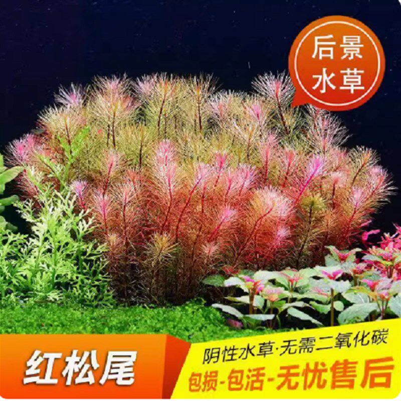 红松尾水草植物坨草鱼缸草缸造景懒人好养水培增氧净化阳性淡水