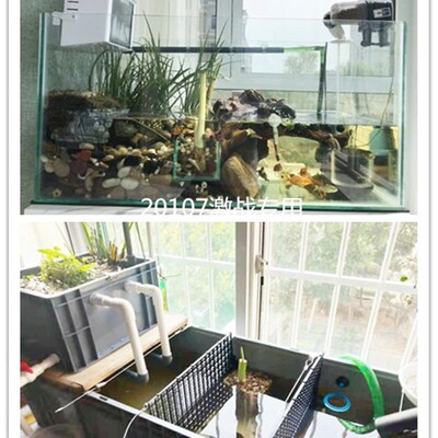 10年老店产地沼泽过滤贴吧水培根系发达天然绿芋挺水植物紫芋水芋